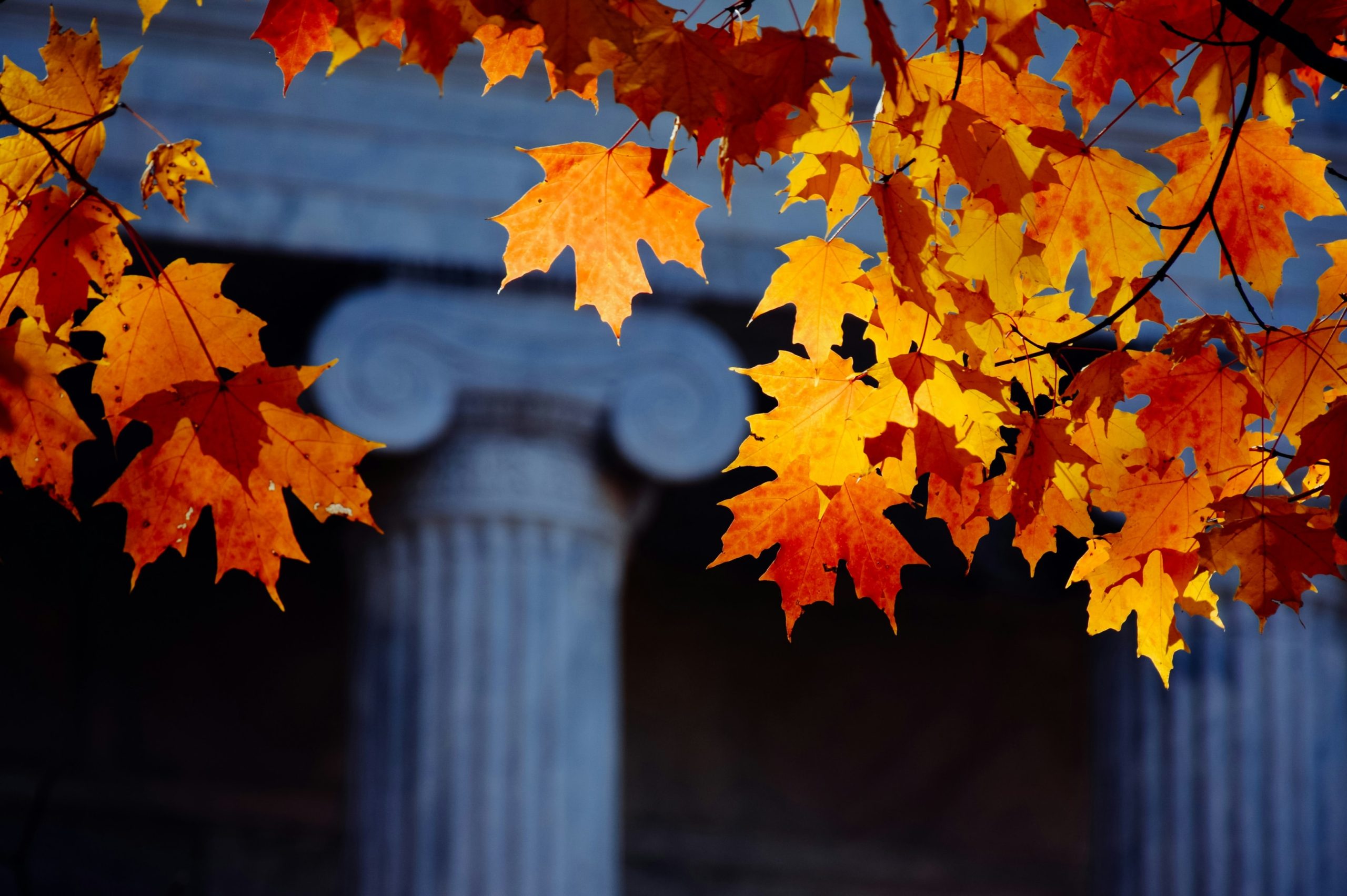 Close-up of brown leaves hanging from a tree with a buliding in the background.