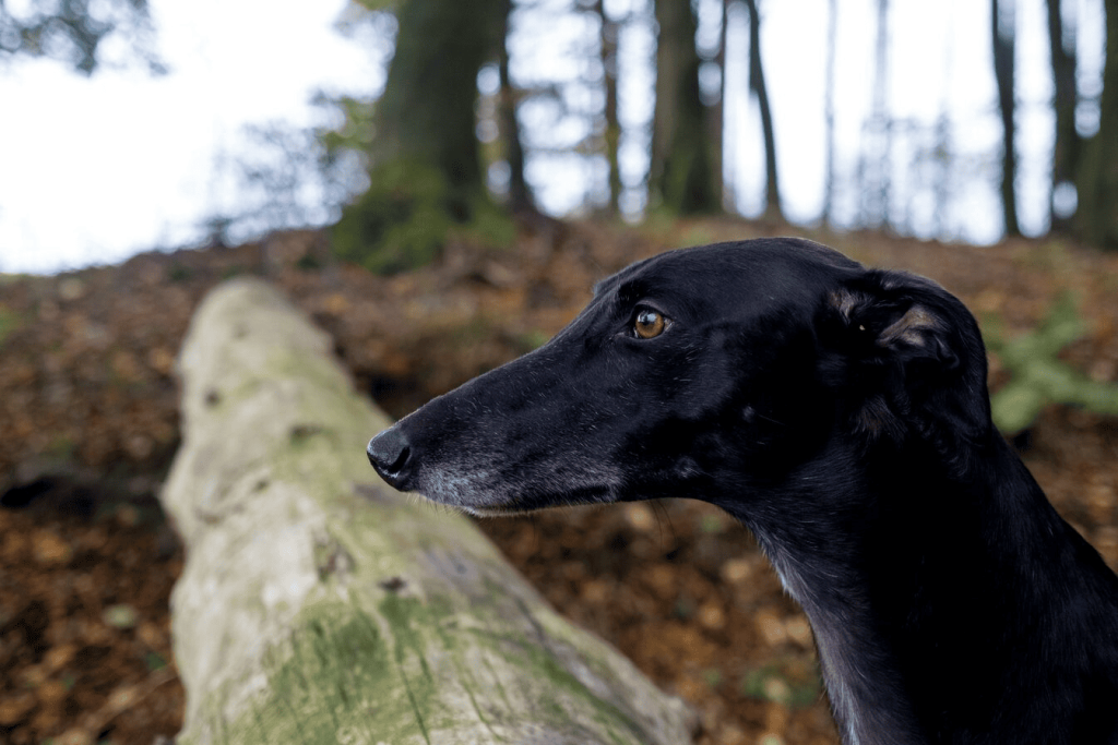 A black greyhound dog standing next to a fallen tree.