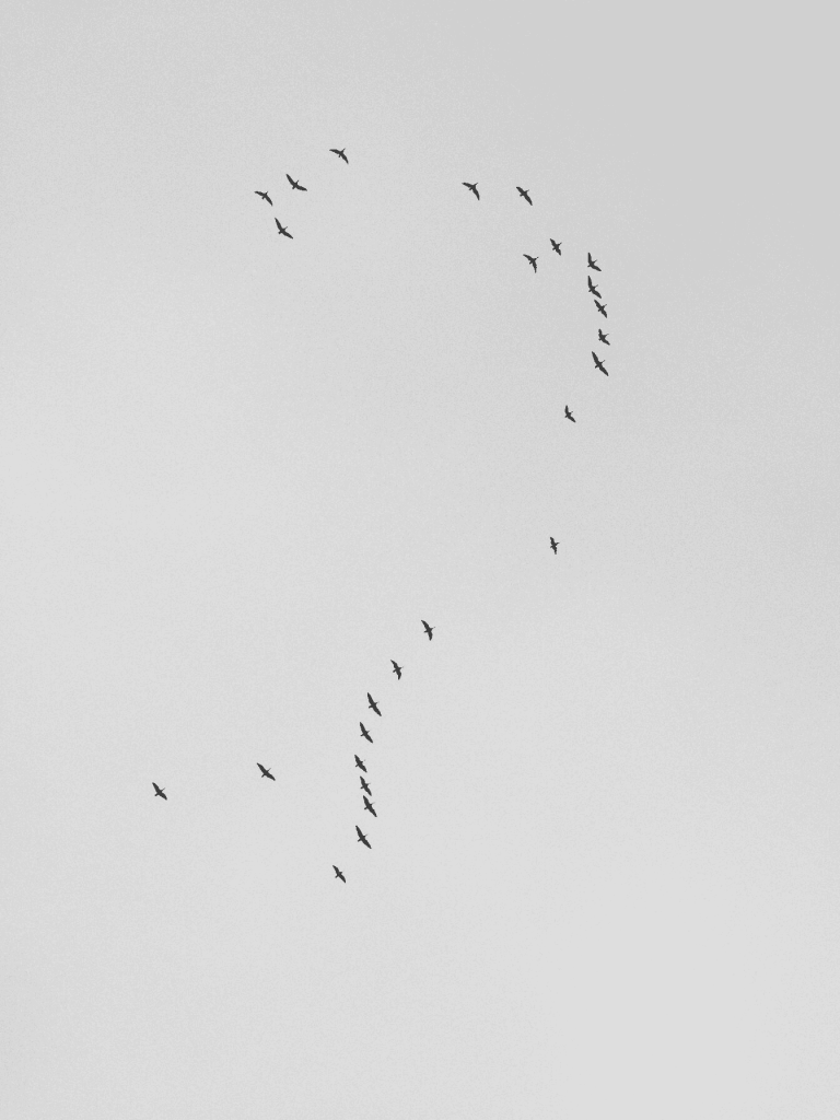 A flock of birds in the shape of a question mark.