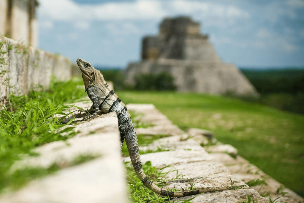 A brown reptile standing on stair steps with a South American pyramid in the background.